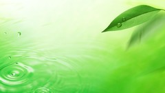 Green water nature leaves