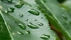 Green water nature leaves