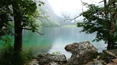Green water nature Trees