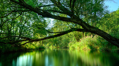 Green water nature Trees