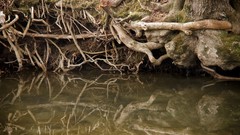 Green water nature wildlife