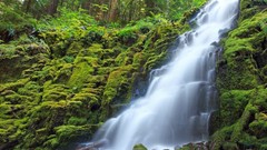 Green waterfalls forests