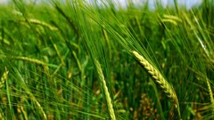 Green wheat