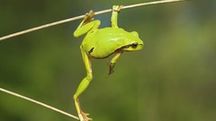Green woman Frogs balance amphibians