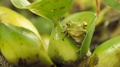 Green woman Frogs Brazil southern amphibians