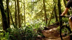 Green Wood Bicycles forests