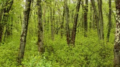 Green Wood forests