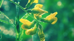 Green yellow Flowers flower