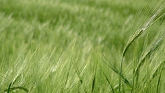 Greenanon delivers nature