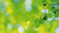 Greenery forest leaves nature