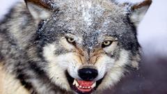 Grey wolf Wild Animals