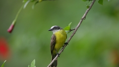 Greycapped flycatcher Birds bird