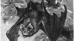 Grosse hufeisennase drawing high