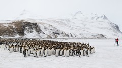 Groups Birds Penguins floor polar snow landscapes