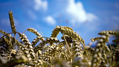 Grownwheat Okay that all