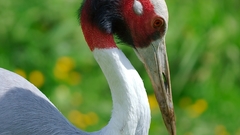 Grus antigone luc viatour