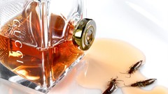 Gucci designer label