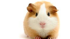 Guinea pig Animals animal