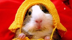 Guinea pigs