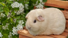 Guinea pigs