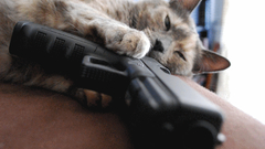 Guns cats animal