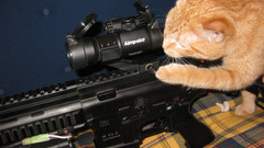 Guns cats Animals pets