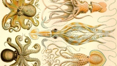 Haeckel cephalopods