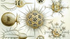 Haeckel phaeodaria abstract