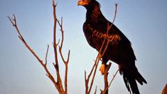 Hai after Eagles specifically