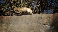 Hai guise what going