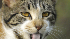 Hairball cats kitten collar