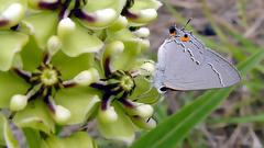 Hairstreak insect