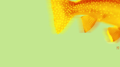 Half fish Aquarium and