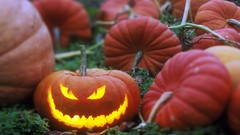 Halloween pumpkins patch