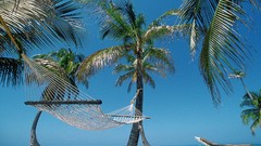 Hammock palm trees Beaches belize