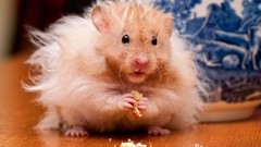 Hamsters