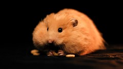 Hamsters