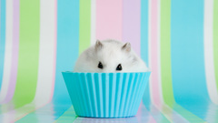 Hamsters muffins