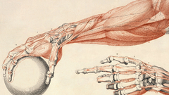 Hands anatomy drawings