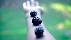 Hands Berries Arms fruits blackberries depth of field