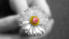 Hands blossom flower