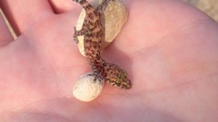 Hands geckos transeunt