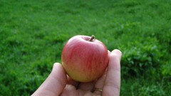Hands grass apples