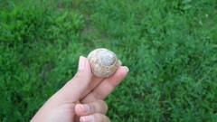 Hands grass snails