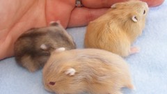 Hands hamsters red eyes