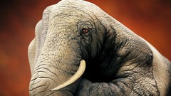 Hands paintings elephants artwork