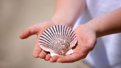 Hands seashells