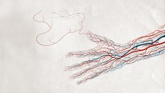 Hands vein blood vessels arterial system