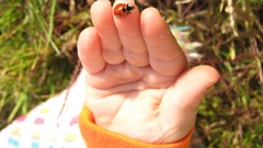 Hands wish ladybirds