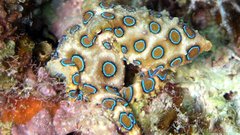 Hapalochlaena lunulata at leastcan